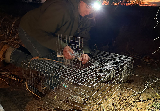 Rolling Plains Quail Research